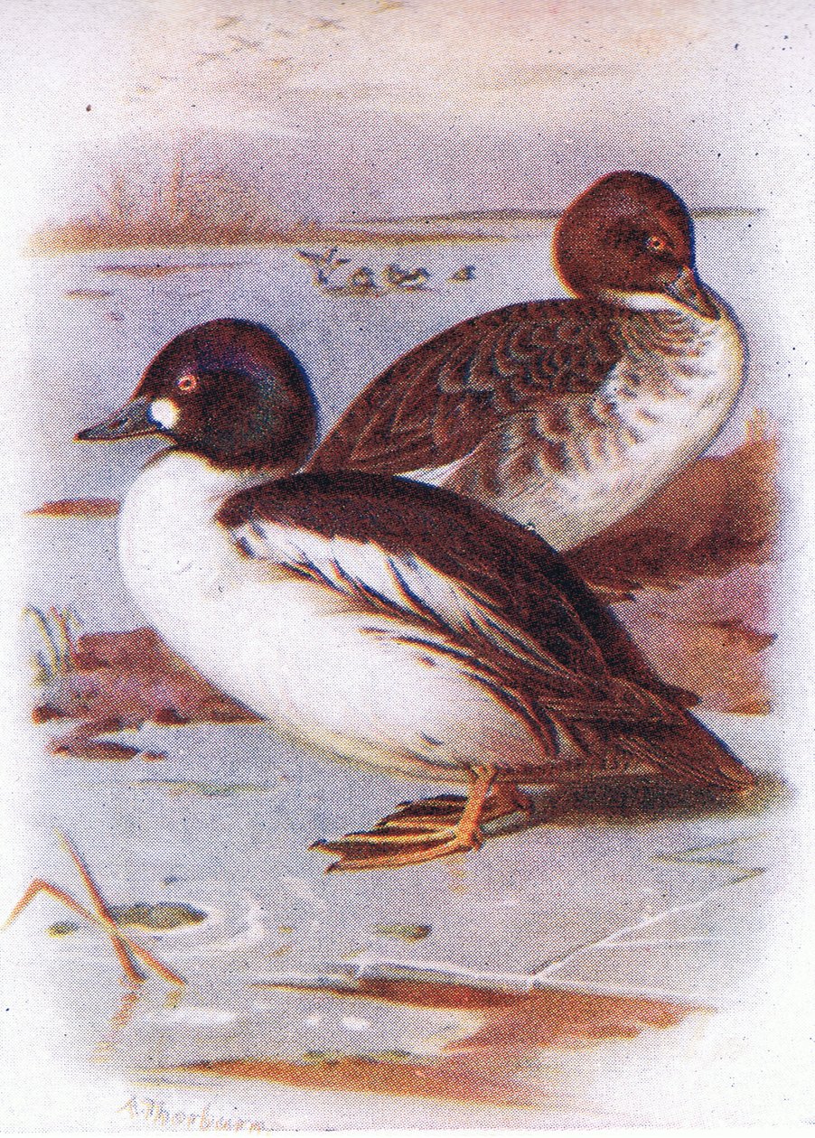 Goldeneye alkotó: Archibald Thorburn