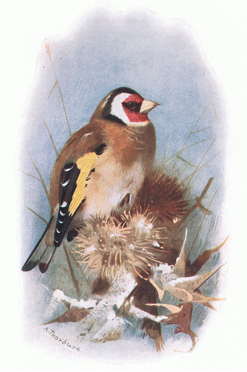 Goldfinch, a Longmans által kiadott British Birds-ből, 1932 alkotó: Archibald Thorburn