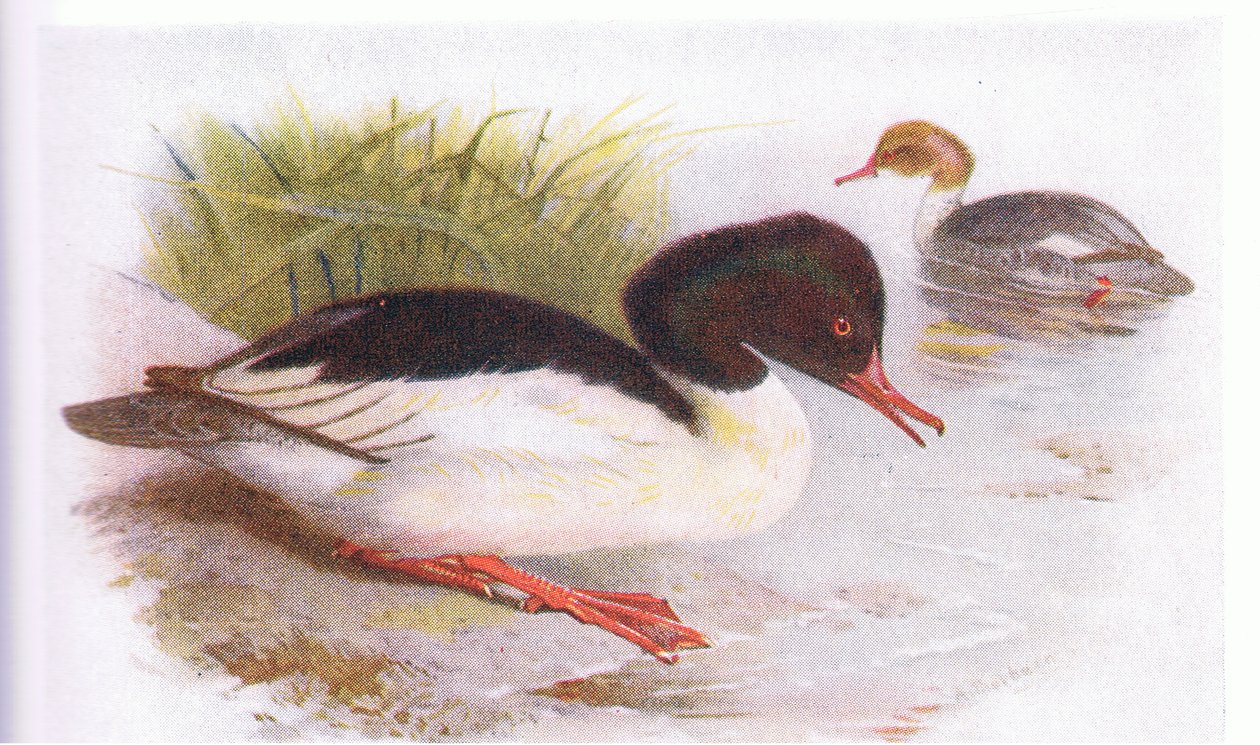 Nagy bunkó alkotó: Archibald Thorburn