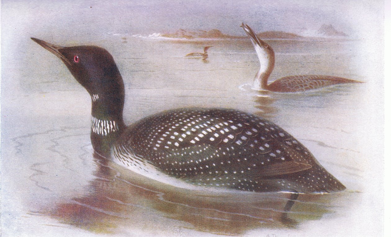Nagy északi búvár alkotó: Archibald Thorburn