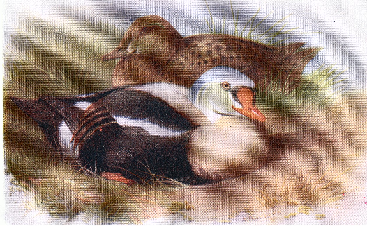 Eider király alkotó: Archibald Thorburn