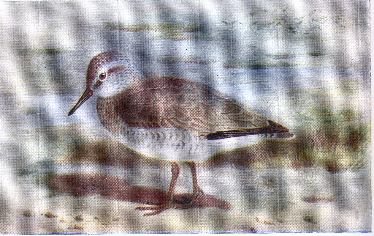 Csomó, a Brit-szigetek madarai és tojásaiból, a Frederick Warne & Co Ltd, 1958 alkotó: Archibald Thorburn
