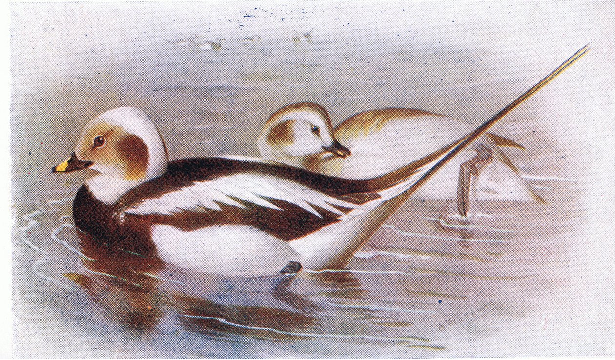 Hosszúfarkú kacsa alkotó: Archibald Thorburn
