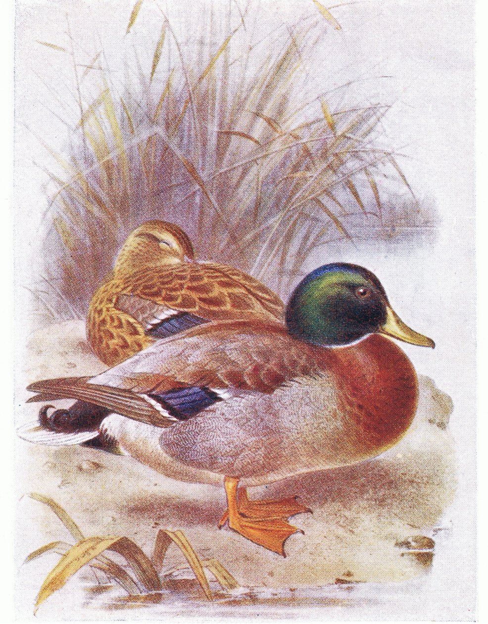 Vadkacsa alkotó: Archibald Thorburn