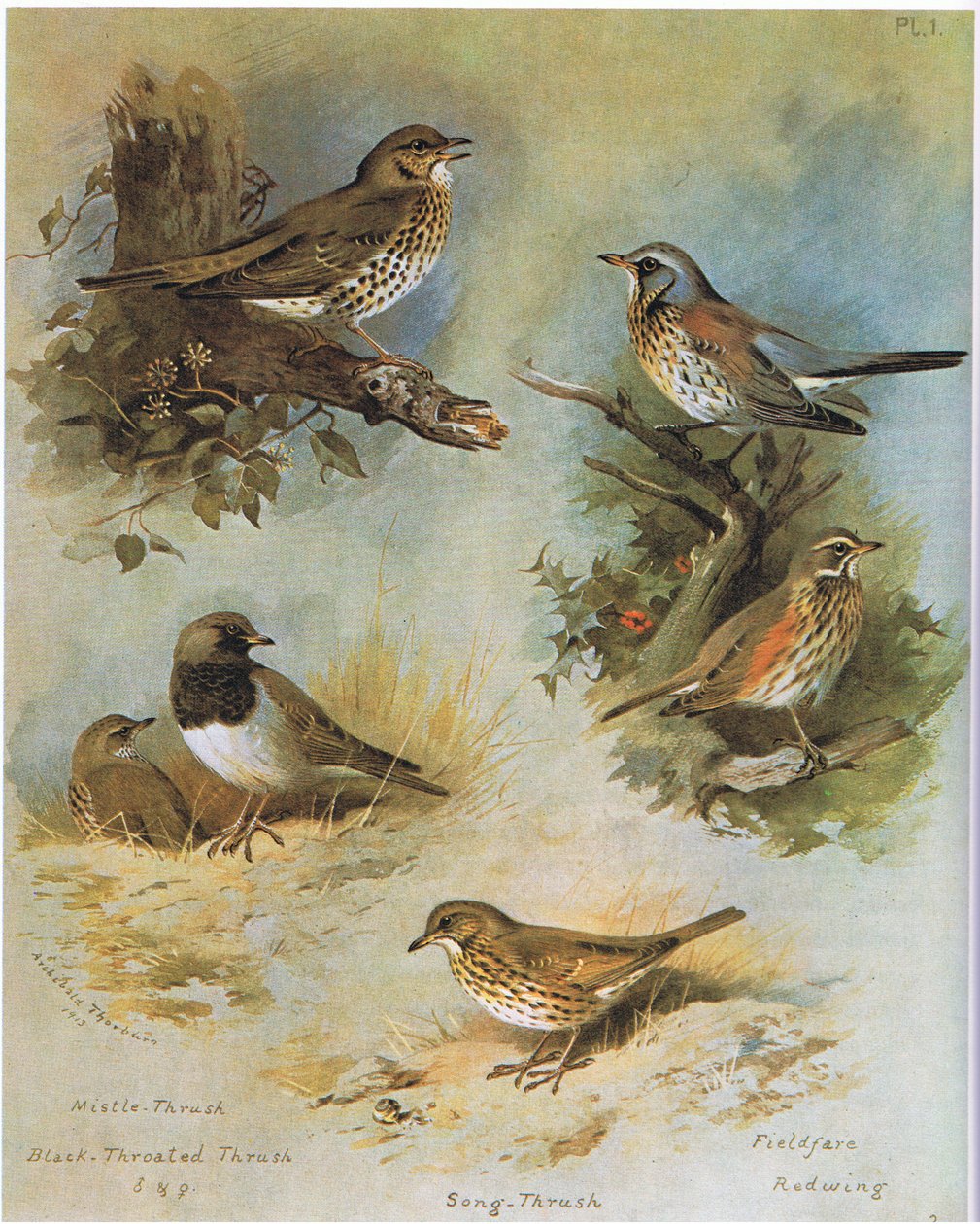 Fagyöngy rigó, fekete torkú rigó, énekes rigó, mezei rigó, vörösszárnyú, kocsma. írta: Book Club Associates, 1972 alkotó: Archibald Thorburn