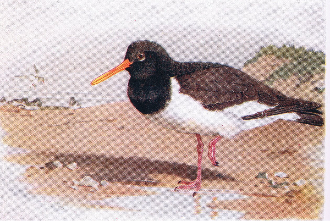 A Frederick Warne & Co Ltd. által kiadott Oyster Catcher a Brit-szigetek madaraiból és tojásaikból, 1958 alkotó: Archibald Thorburn