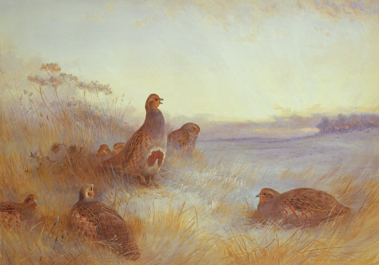 Partridges in Early Morning, 1910 alkotó: Archibald Thorburn
