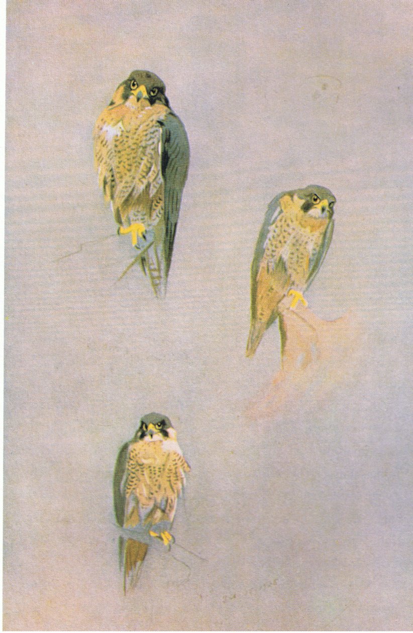 Vándorsólyom tanulmányok, kocsma. írta: Book Club Associates, 1972 alkotó: Archibald Thorburn