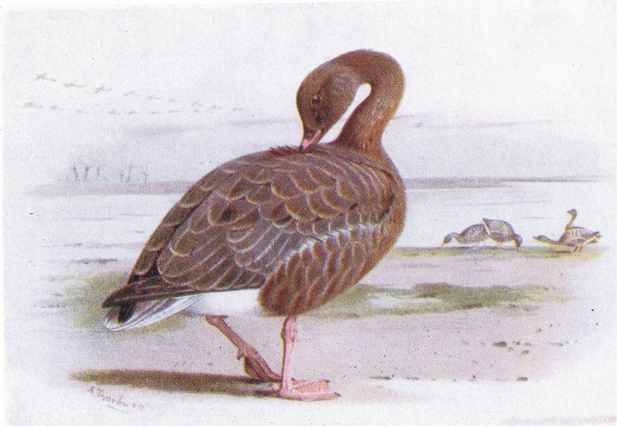 Pink Footed Goose alkotó: Archibald Thorburn