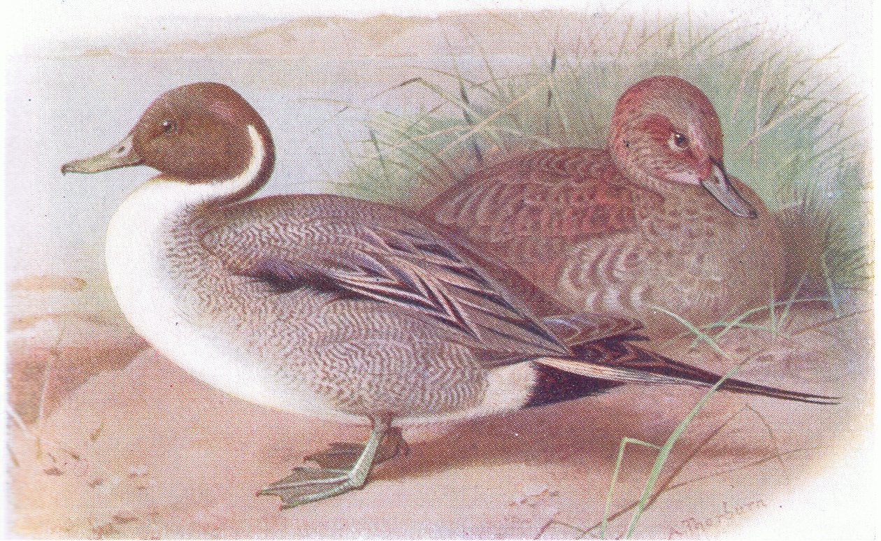 Pintail alkotó: Archibald Thorburn