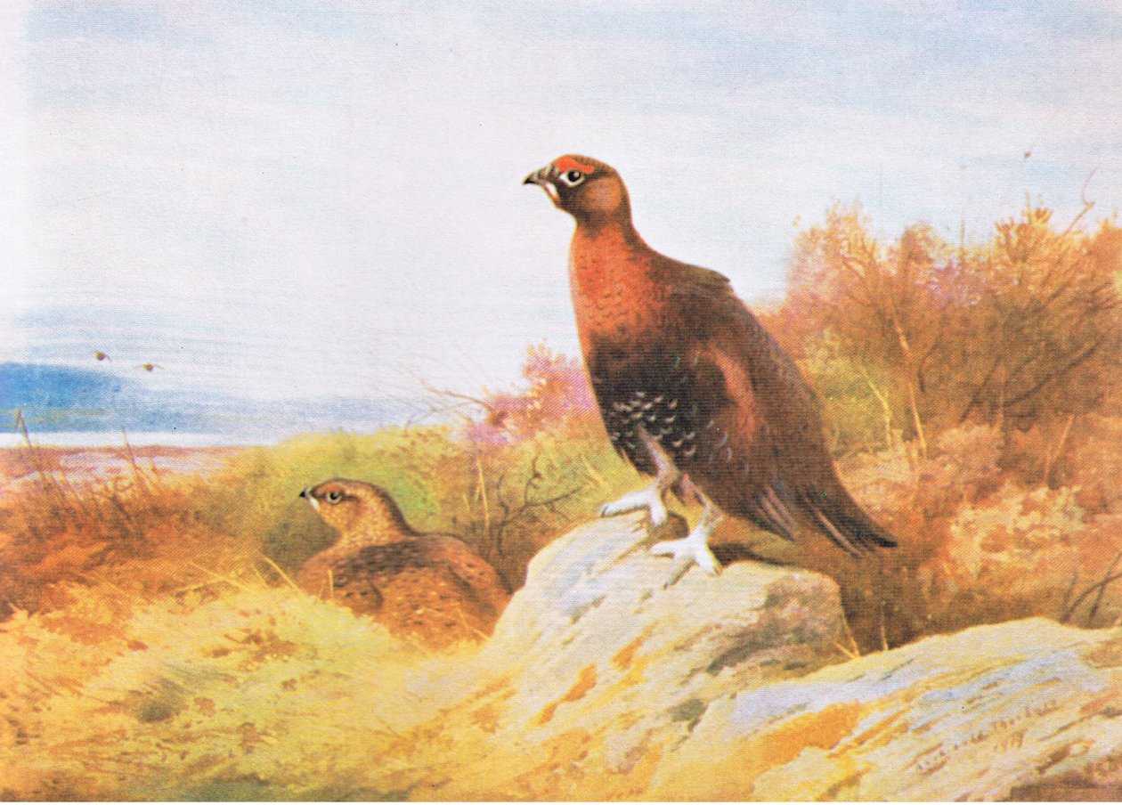 Red Grouse, kocsma. írta: Book Club Associates, 1972 alkotó: Archibald Thorburn