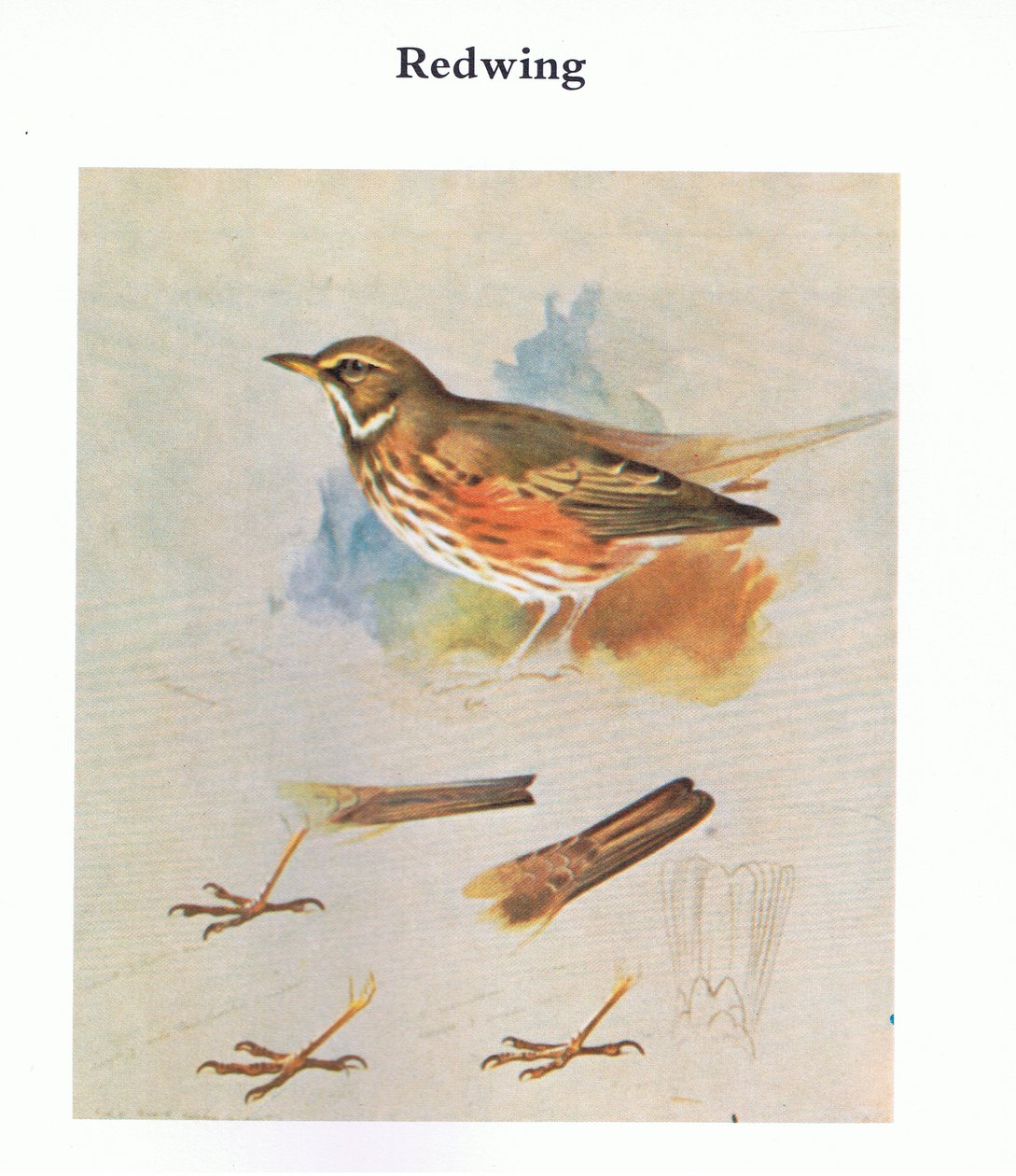 Redwing, kocsma. írta: Book Club Associates, 1972 alkotó: Archibald Thorburn