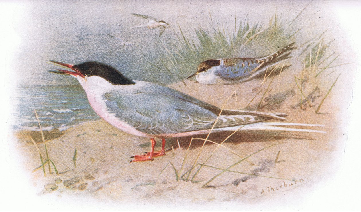 Roseate Tern, a Longmans által kiadott British Birds-ből, 1932 alkotó: Archibald Thorburn