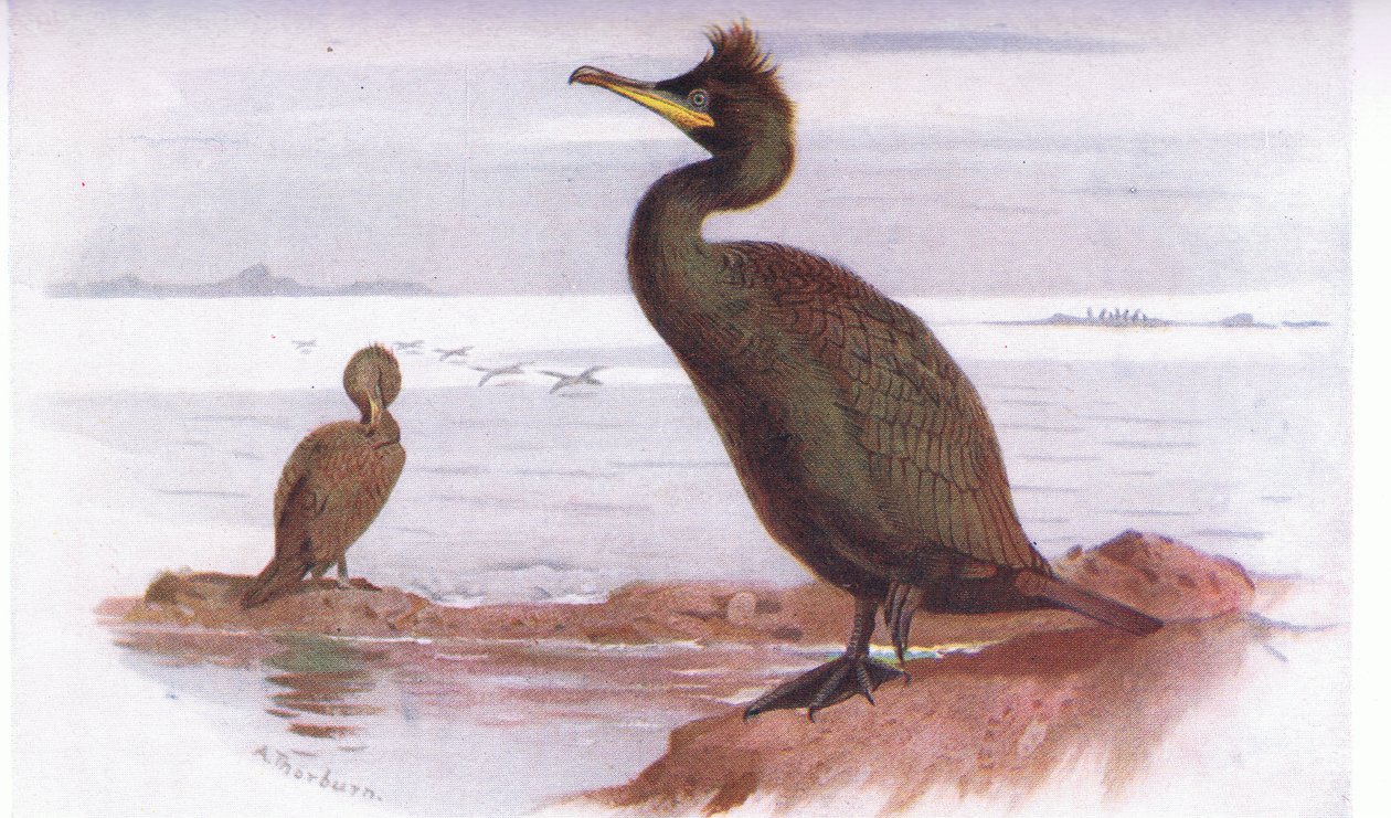 Bozont alkotó: Archibald Thorburn