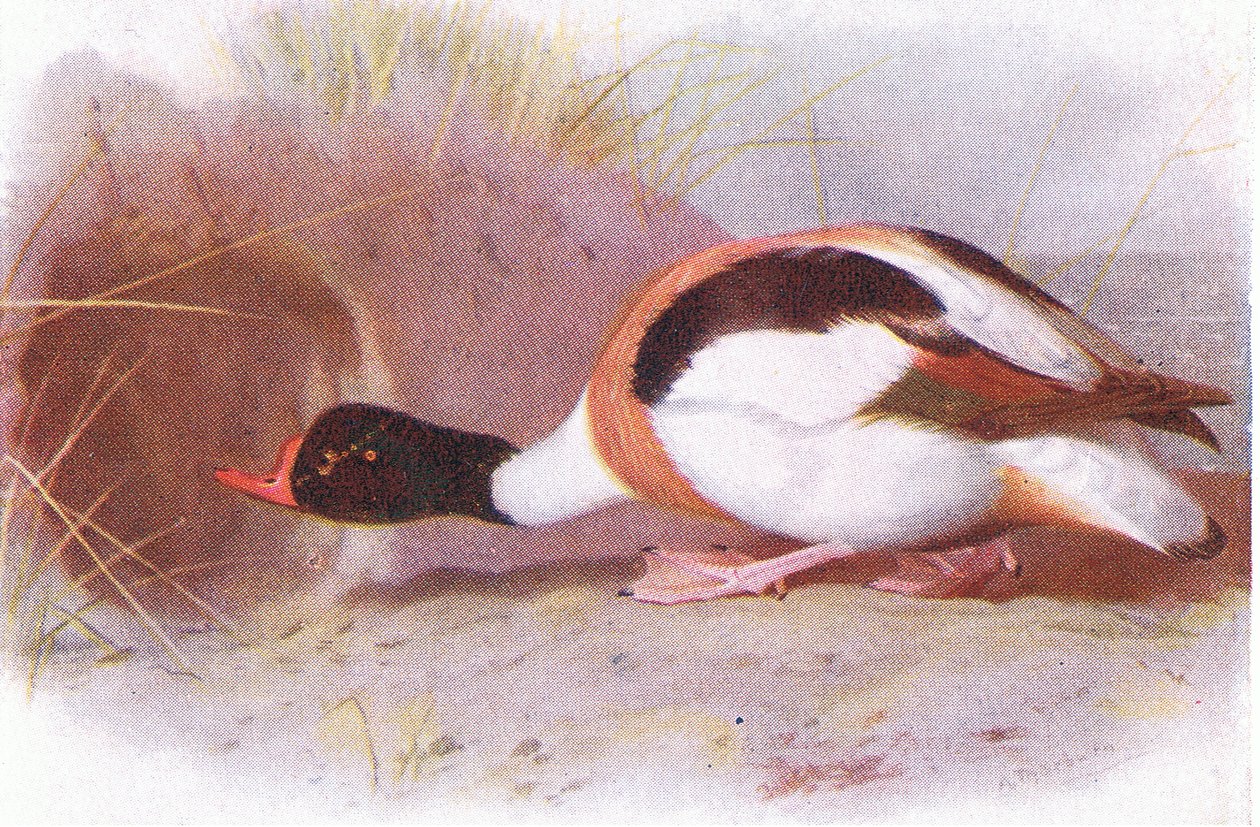 Pajzskacsa alkotó: Archibald Thorburn