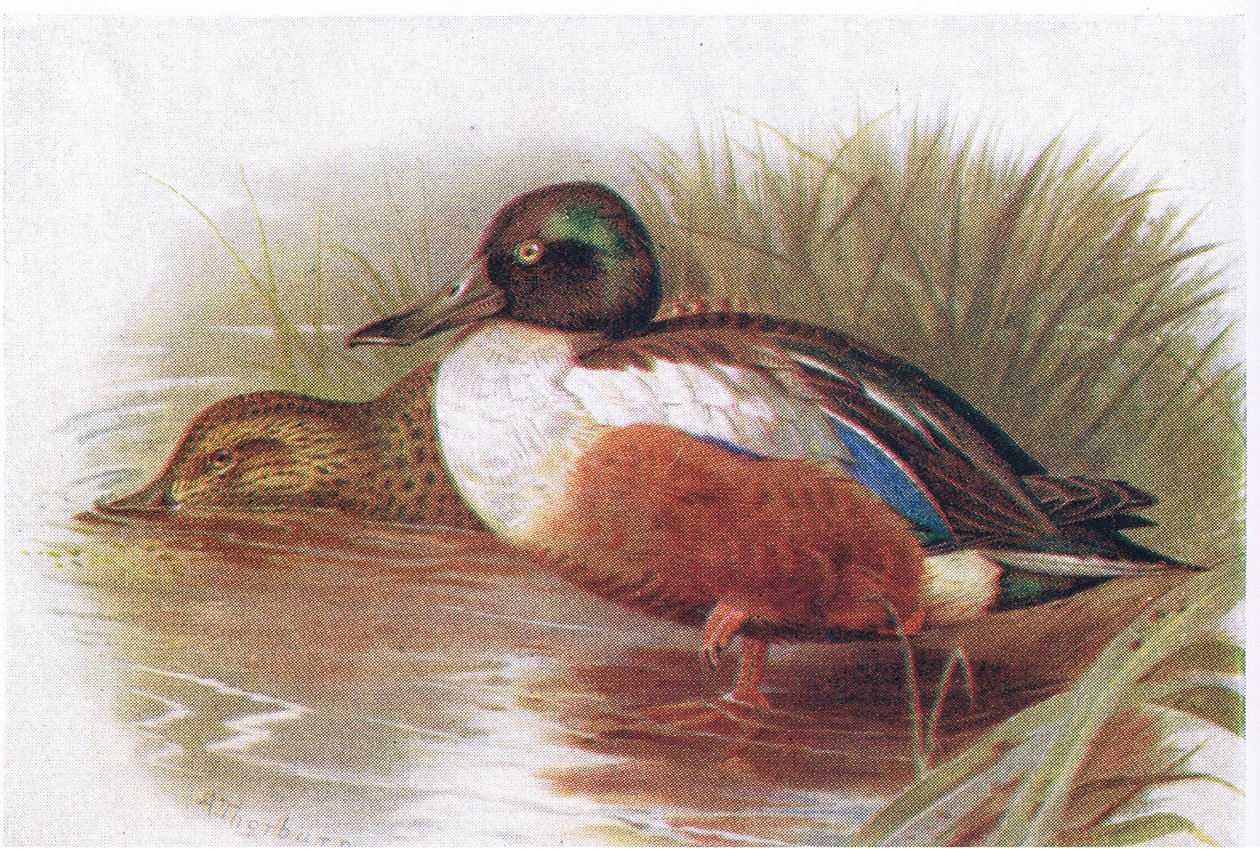 Lapátoló alkotó: Archibald Thorburn