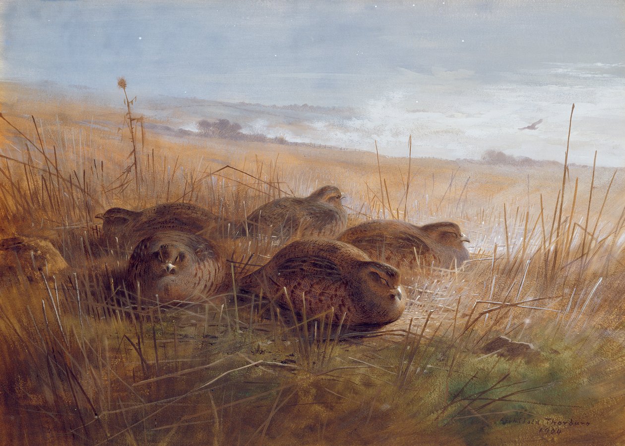 Snipe, 1923 alkotó: Archibald Thorburn