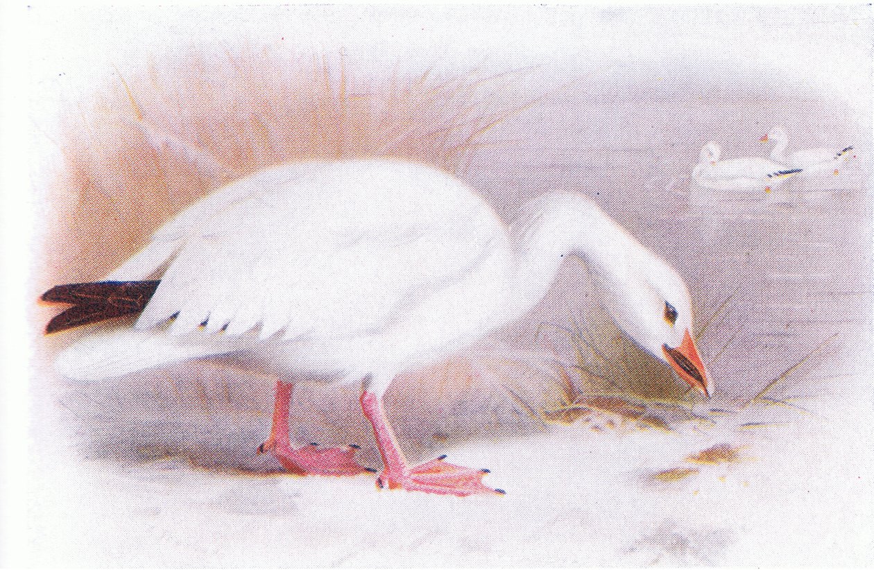 Snow Goose alkotó: Archibald Thorburn