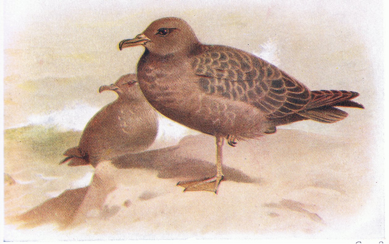 Kormos Shearwater alkotó: Archibald Thorburn
