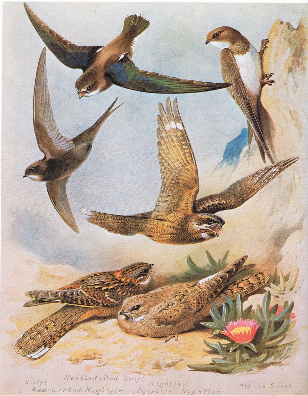Swift, Needle tail Swift, red Necked Nightjar, Nightjar, Egyptian Nightjar, Alpine Swift, pub. írta: Book Club Associates, 1972 alkotó: Archibald Thorburn