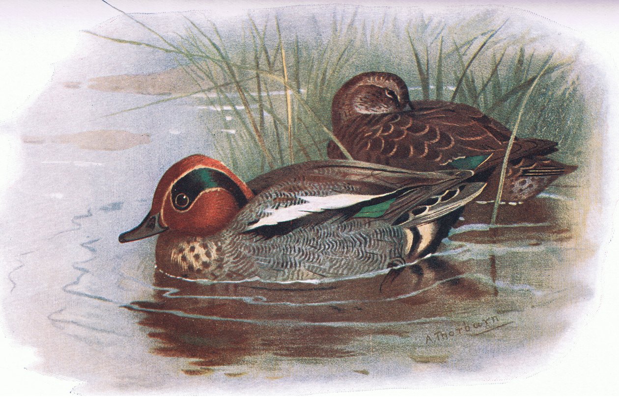 Teal, a Longmans által kiadott British Birds-ből, 1932 alkotó: Archibald Thorburn