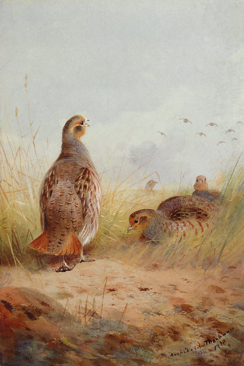Három angol partidges, 1910 (wc és gouache, papír) alkotó: Archibald Thorburn