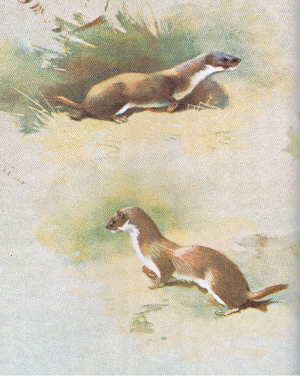 Menyét, kocsma. írta: Book Club Associates, 1972 alkotó: Archibald Thorburn