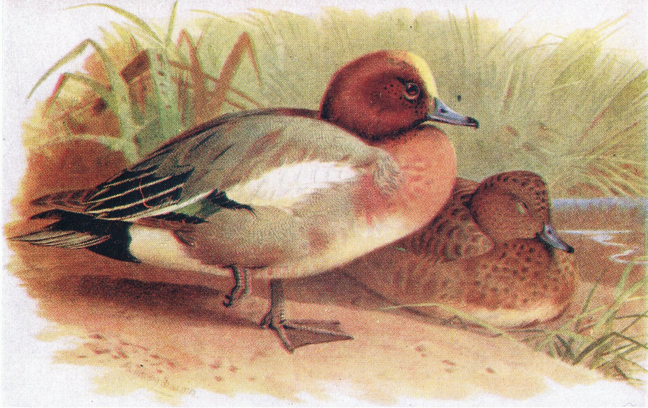 Wigeon alkotó: Archibald Thorburn