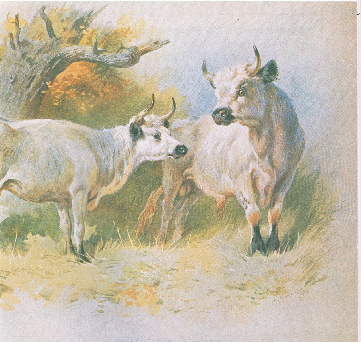 Wild Cattle, kiadó: Book Club Associates, 1972 alkotó: Archibald Thorburn