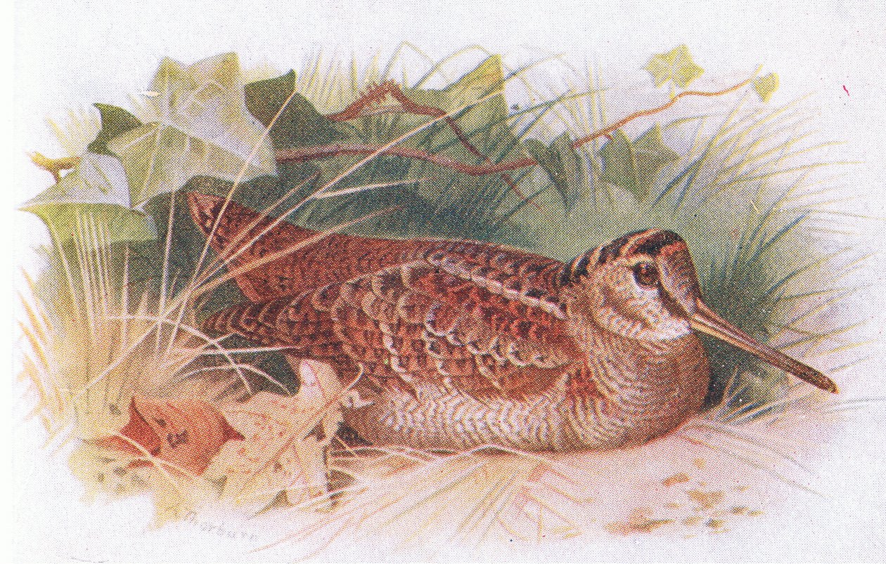 Woodcock, a Brit-szigetek madaraiból és tojásaikból, a Frederick Warne & Co Ltd, 1958 alkotó: Archibald Thorburn