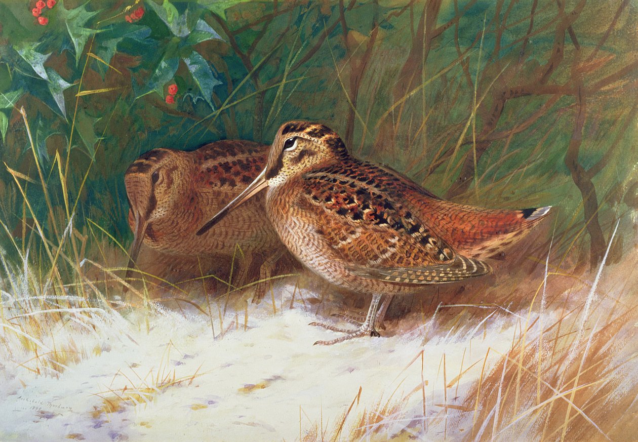 Erdei fajd az aljnövényzetben alkotó: Archibald Thorburn