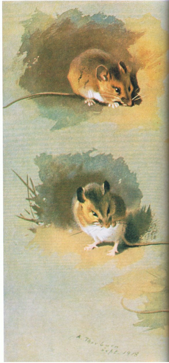 Woodmouse, kocsma. írta: Book Club Associates, 1972 alkotó: Archibald Thorburn