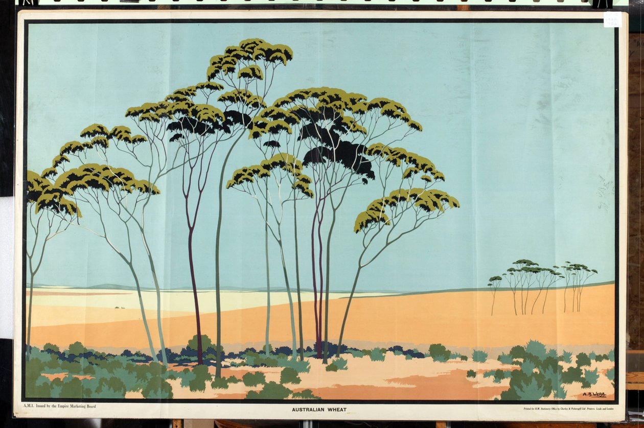 Ausztrál búza, az „Australia