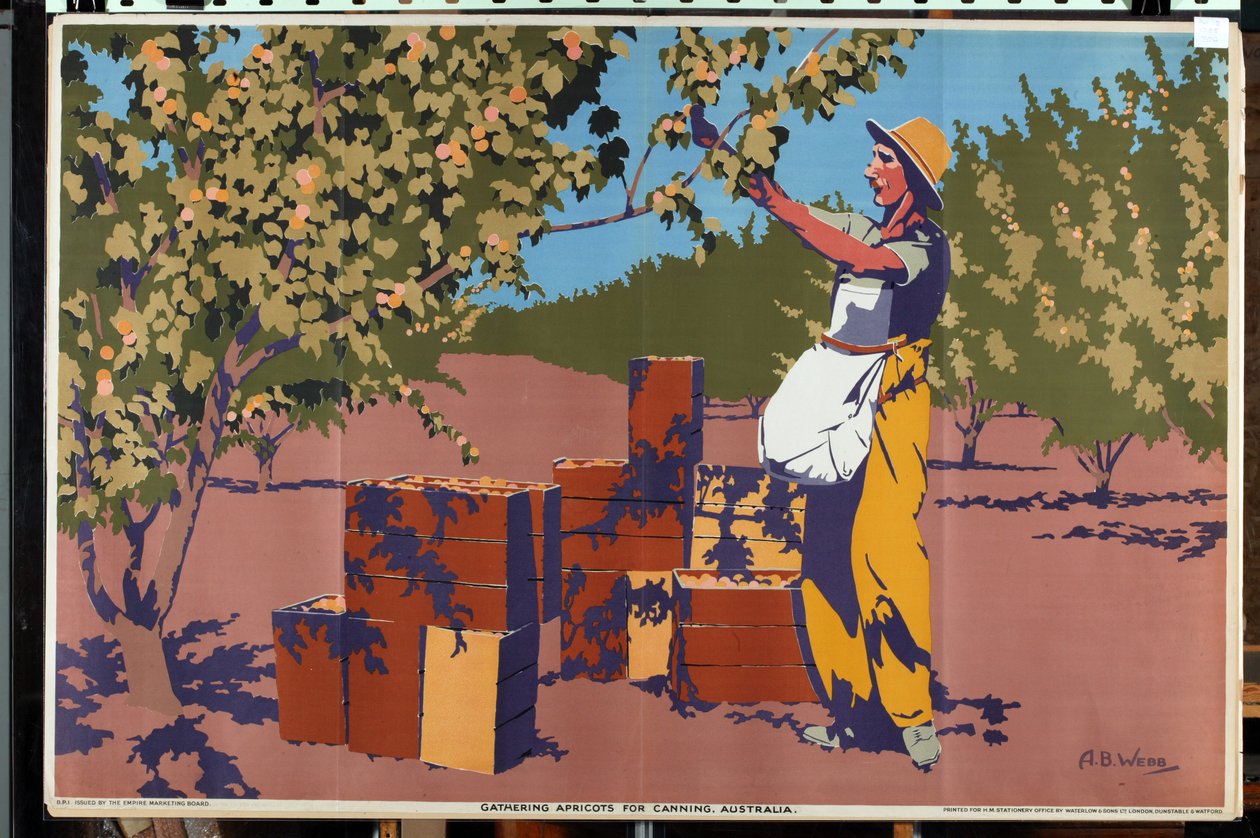 Sárgabarack gyűjtése befőzéshez – Ausztrália (színes litho) alkotó: Archibald Bertram Webb