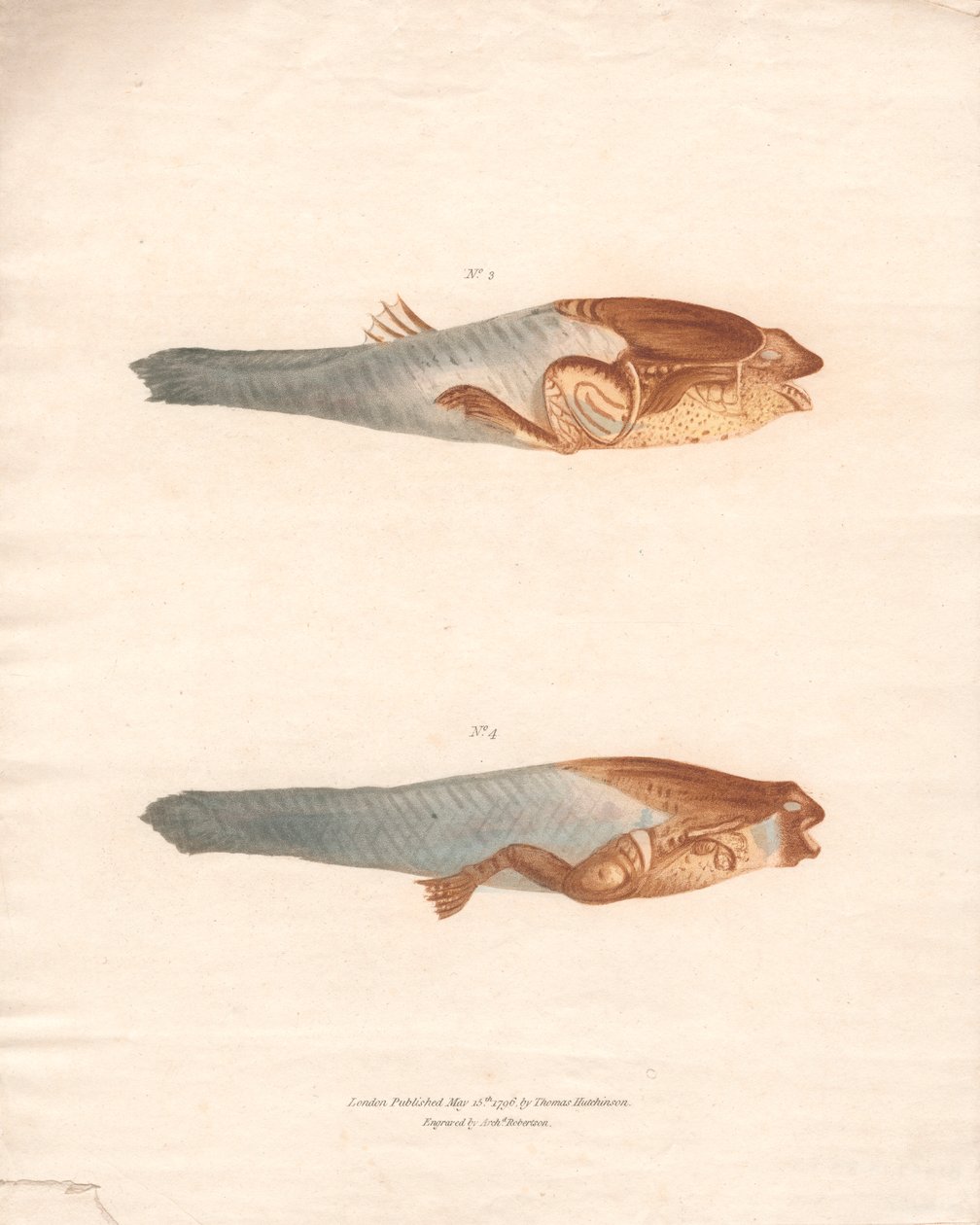 3. és 4. a Surinami béka 8 növekedési szakaszában alkotó: Archibald Robertson