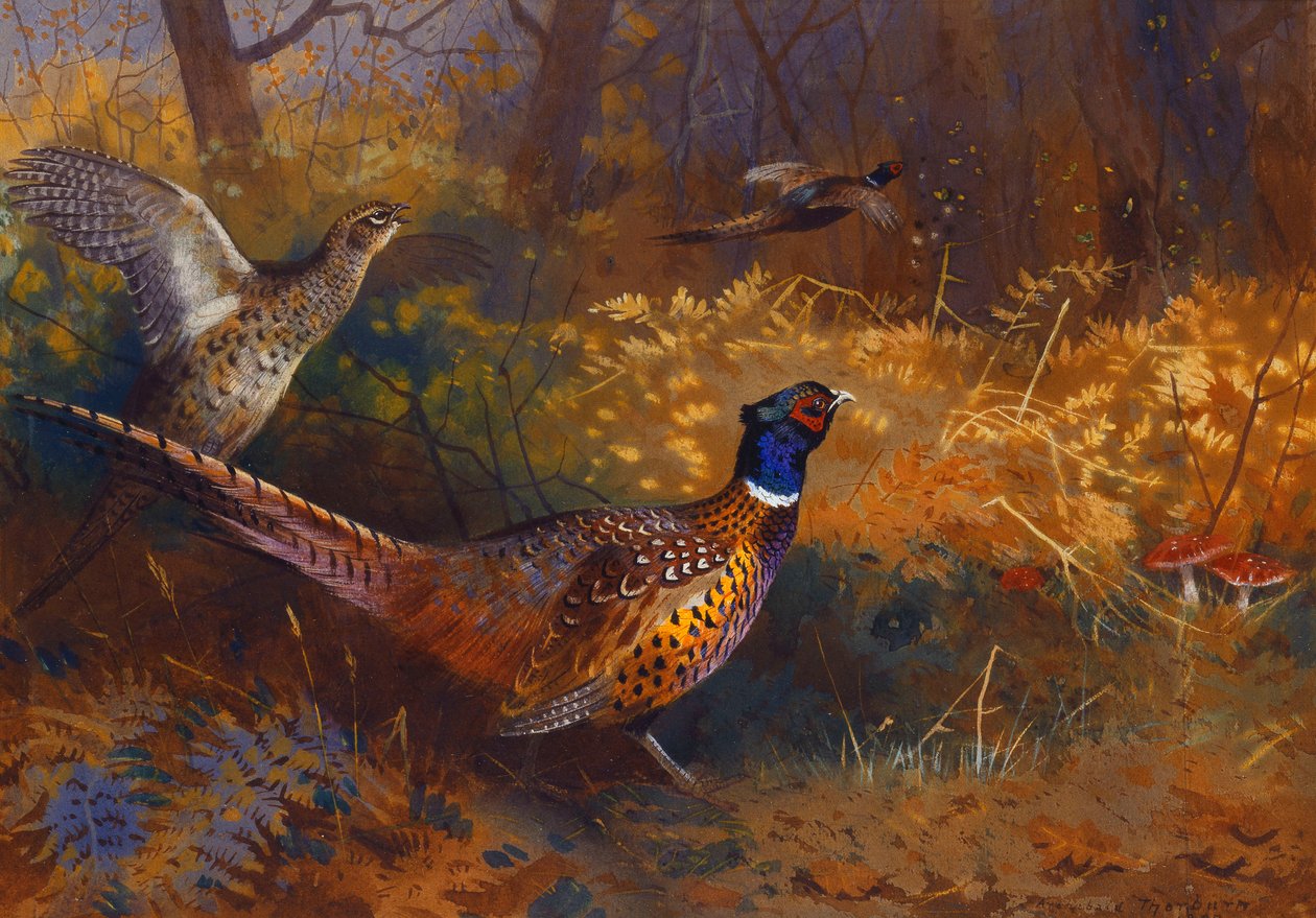 Kakas és tyúkfácán az erdő szélén alkotó: Archibald Thorburn