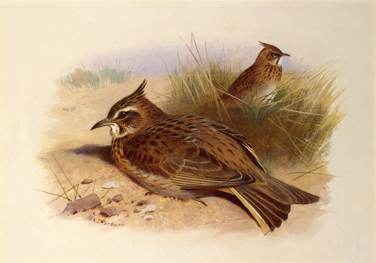 Egy tarajos pacsirta, British Birds alkotó: Archibald Thorburn