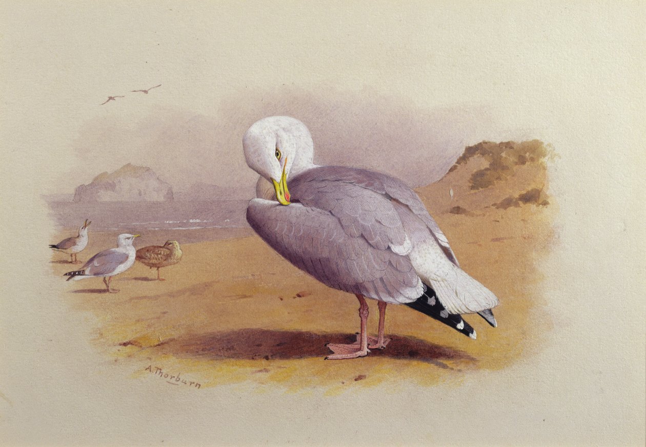 Hering sirály a tengerparton a Basszussziklával túl (akvarell) alkotó: Archibald Thorburn
