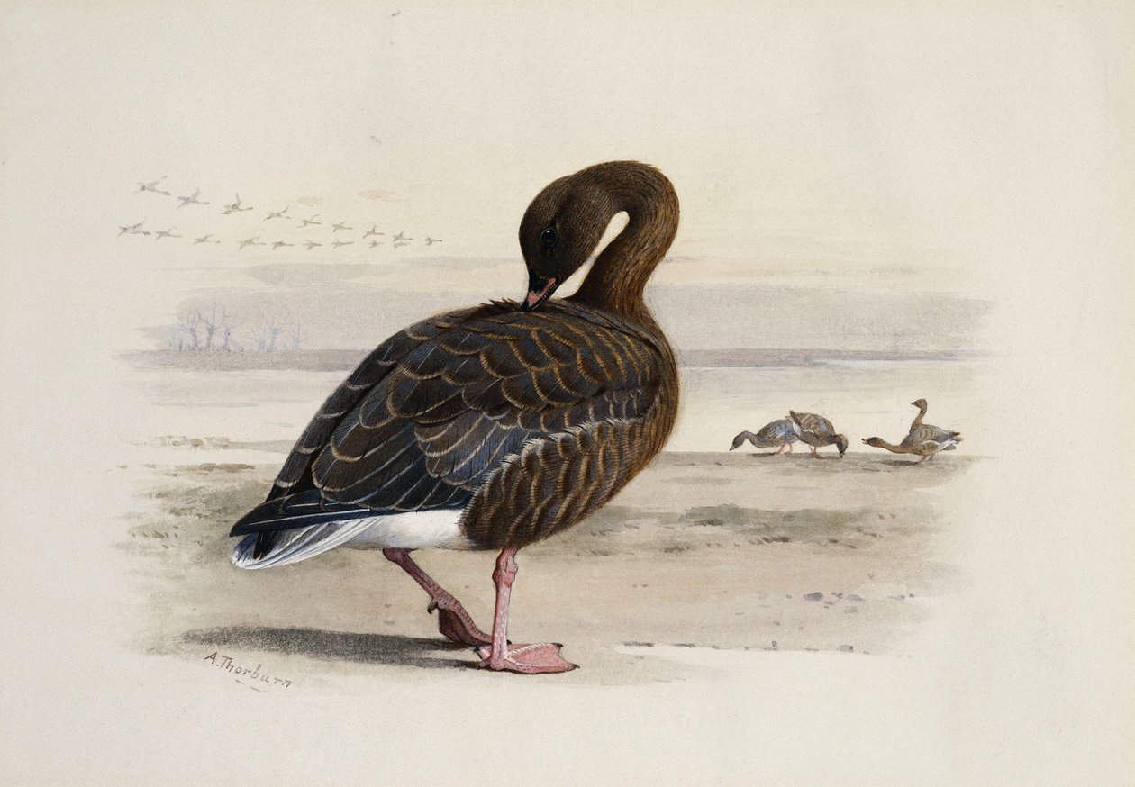 Egy rózsaszín lábú liba alkotó: Archibald Thorburn