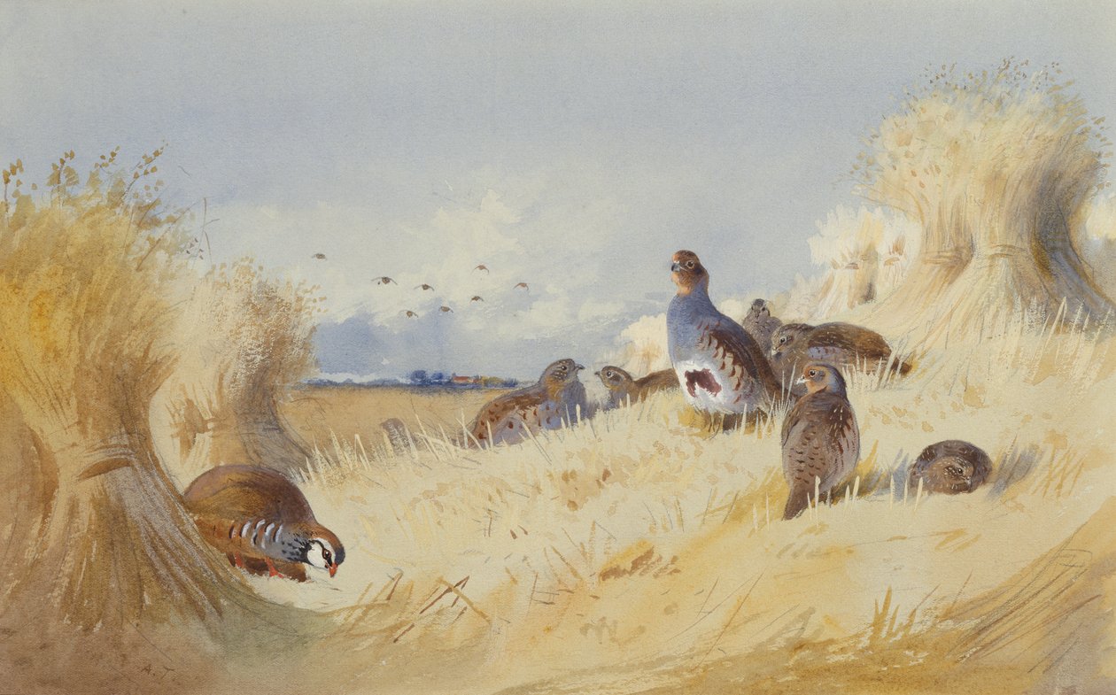 Egy vörös lábú patridge és egy szürke patridge, Corn Stoks (ceruza és akvarell) alkotó: Archibald Thorburn