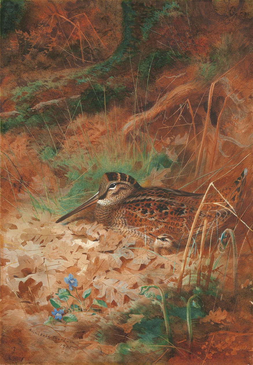 Egy erdei kakas és csibe az aljnövényzetben alkotó: Archibald Thorburn