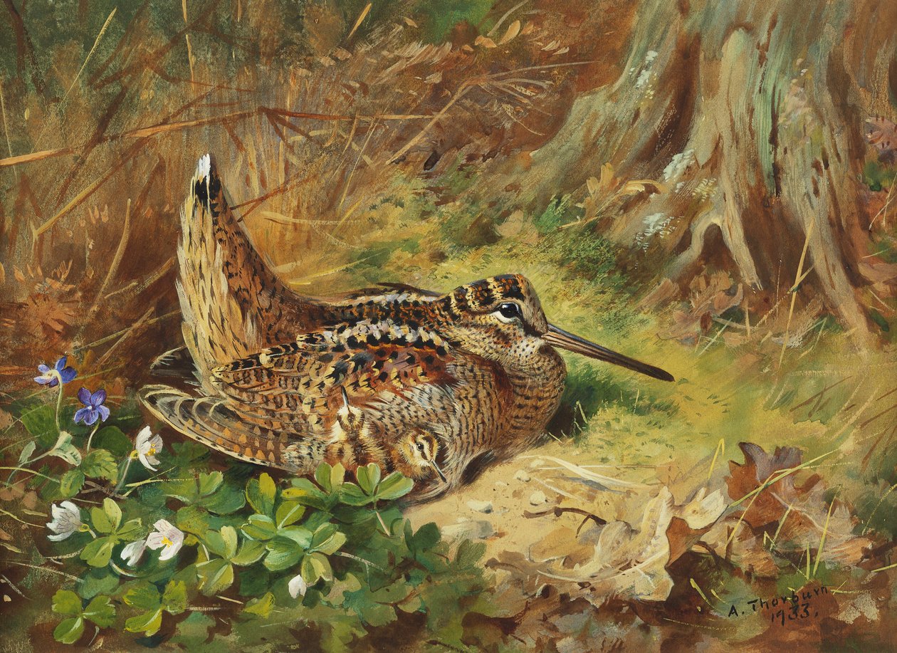 Egy erdei kakas és csibék alkotó: Archibald Thorburn