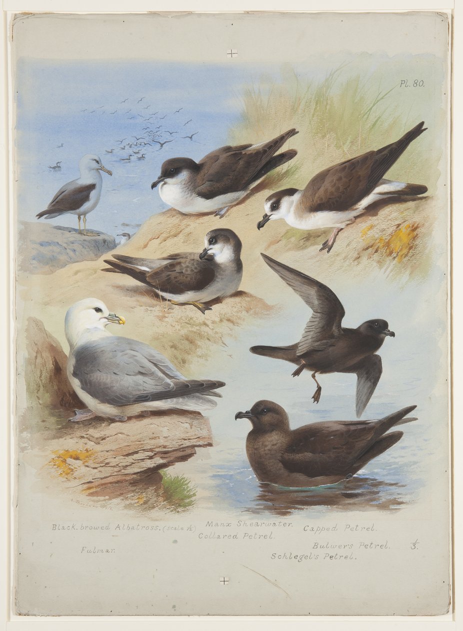 Albatrosz, petel, nyíróvíz, fulmar, 1915 körül (akvarell és testfesték ceruza fölött, papíron) alkotó: Archibald Thorburn