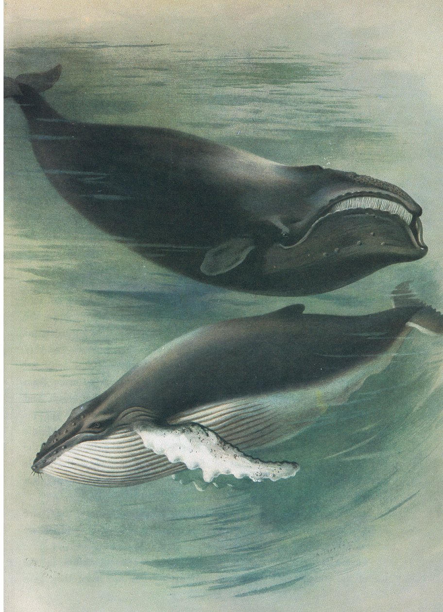 Atlantic White Whale and Humped Back Whale, Thorburn