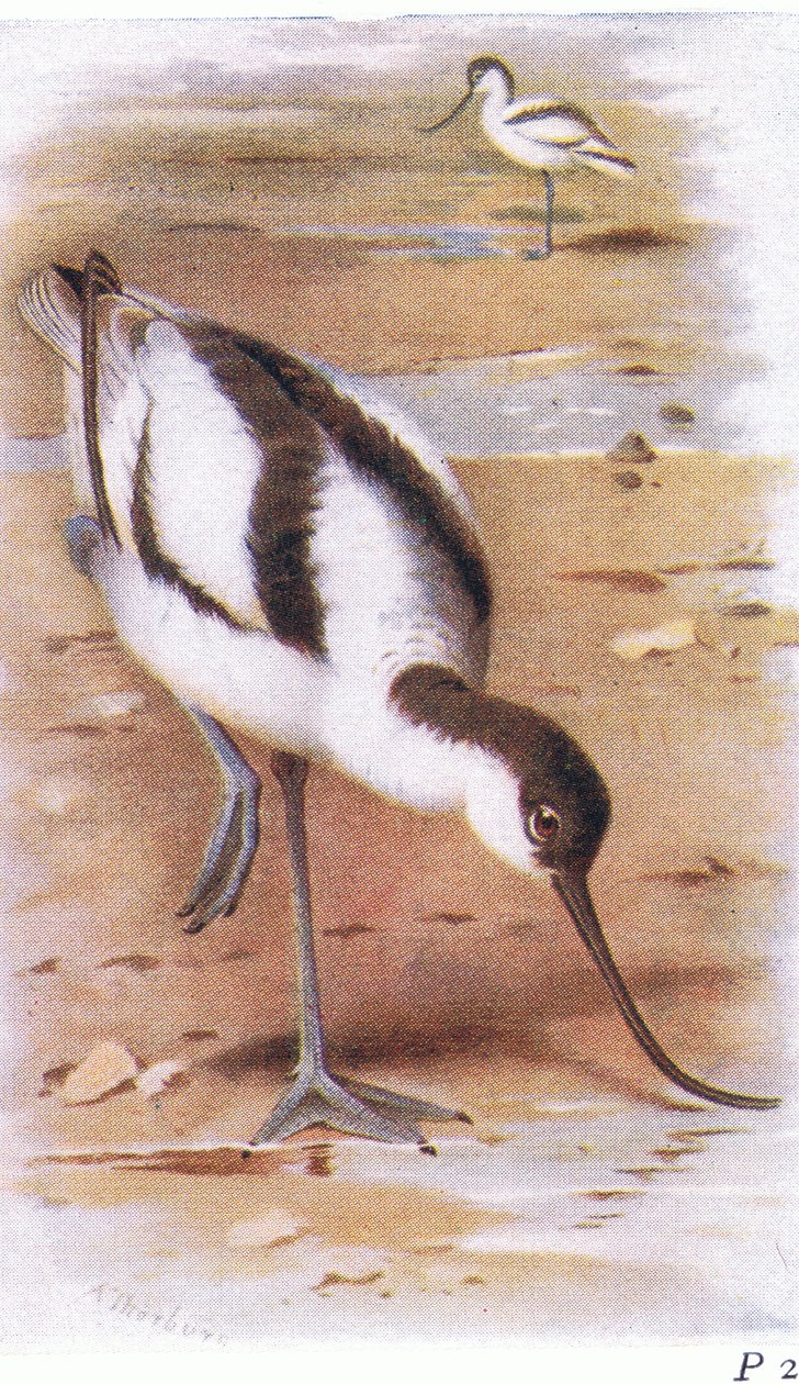Avocet, a Brit-szigetek madaraiból és tojásaikból, kiadó: Frederick Warne & Co Ltd, 1958 alkotó: Archibald Thorburn