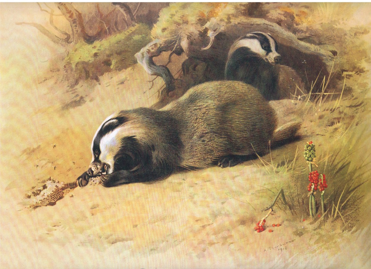 Borzok, a Thorburns Mammals-ból, a Longmans and Co., c. 1920 alkotó: Archibald Thorburn