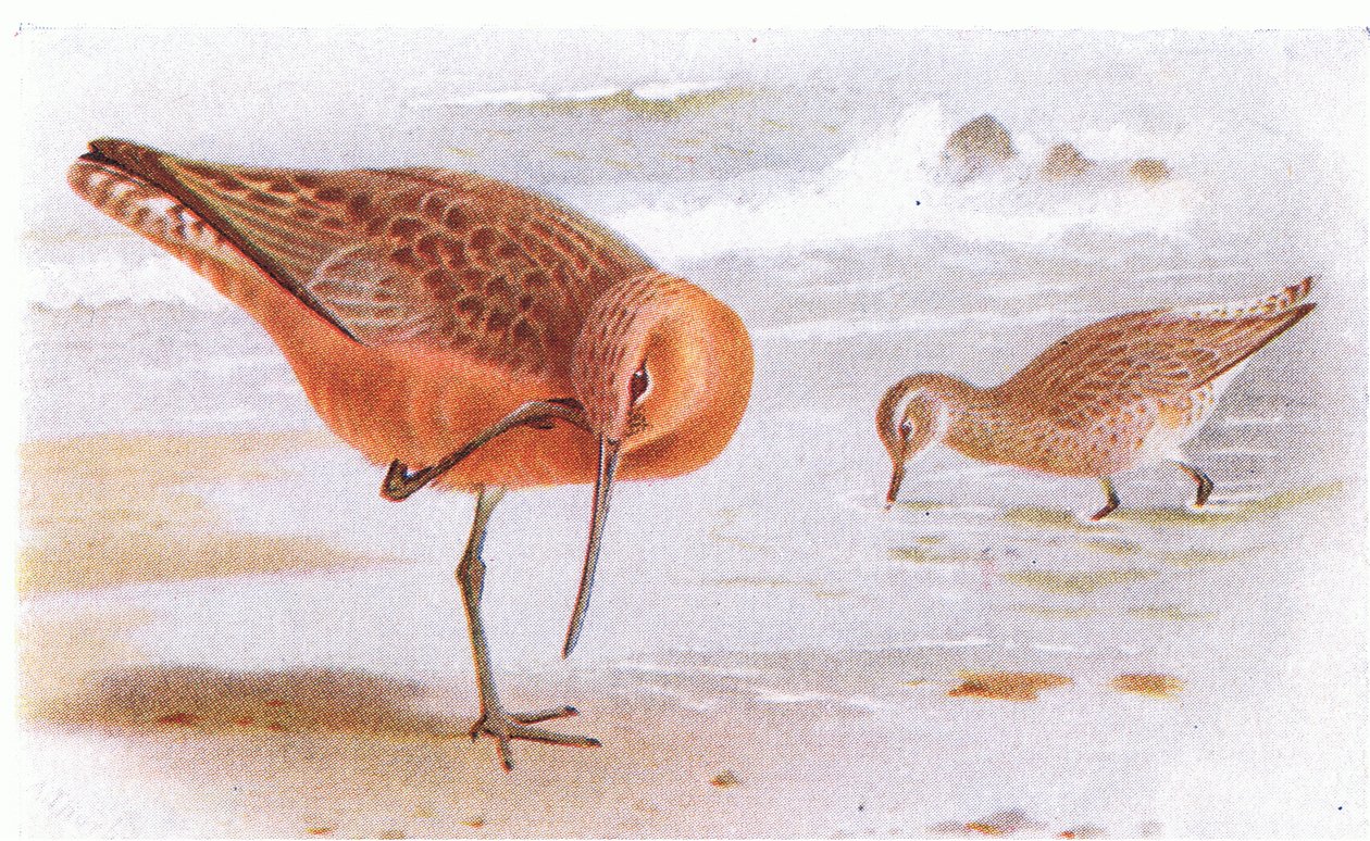 Bar Tailed Godwit, a Birds of the British Isles and Their Eggsből, kiadó: Frederick Warne & Co Ltd, 1958 alkotó: Archibald Thorburn