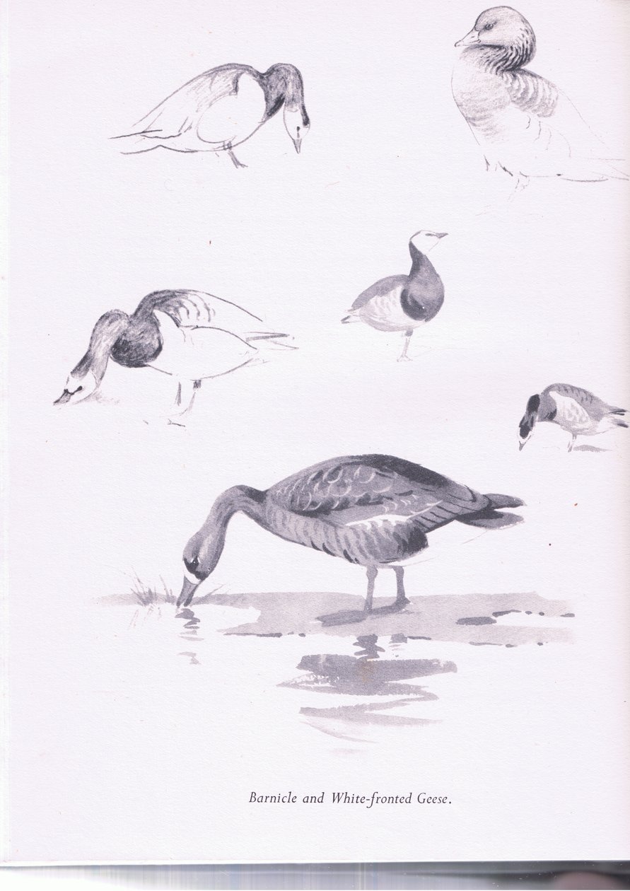 Barnacle and White Fronted Liba, 1938 alkotó: Archibald Thorburn