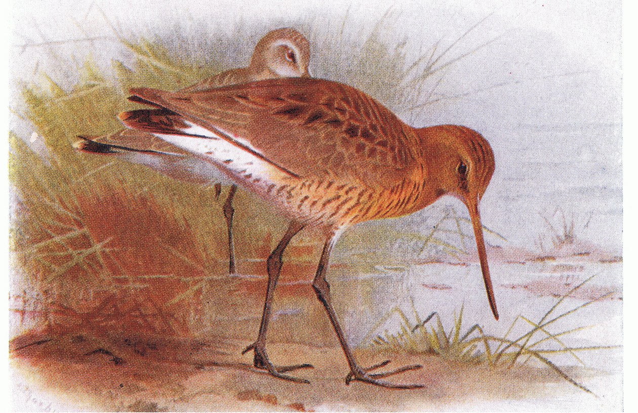Black Tailed Godwit, a Brit-szigetek madarai és tojásaiból, kiadó: Frederick Warne & Co Ltd, 1958 alkotó: Archibald Thorburn