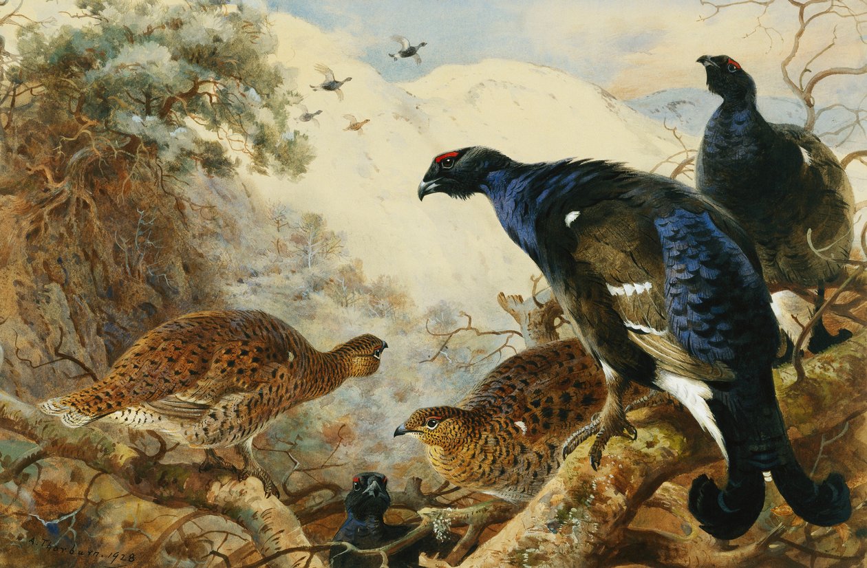 Blackgame alkotó: Archibald Thorburn